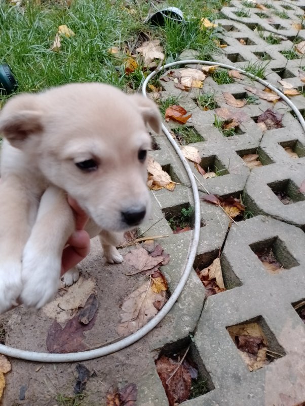 Oddam w dobre ręce pieski - 01 Oddam w dobre ręce pieski - 01