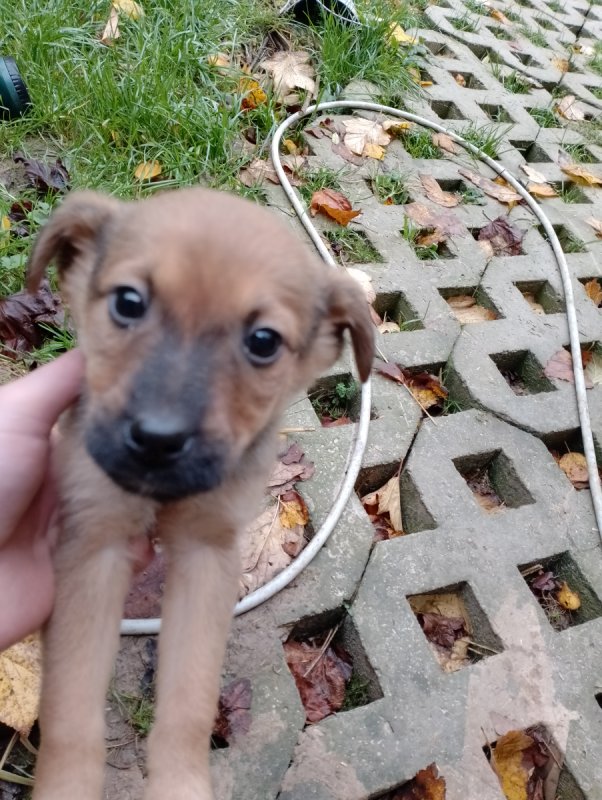 Oddam w dobre ręce pieski - 02 Oddam w dobre ręce pieski - 02