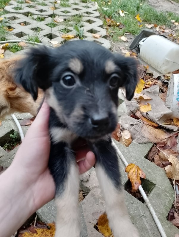 Oddam w dobre ręce pieski - 03 Oddam w dobre ręce pieski - 03