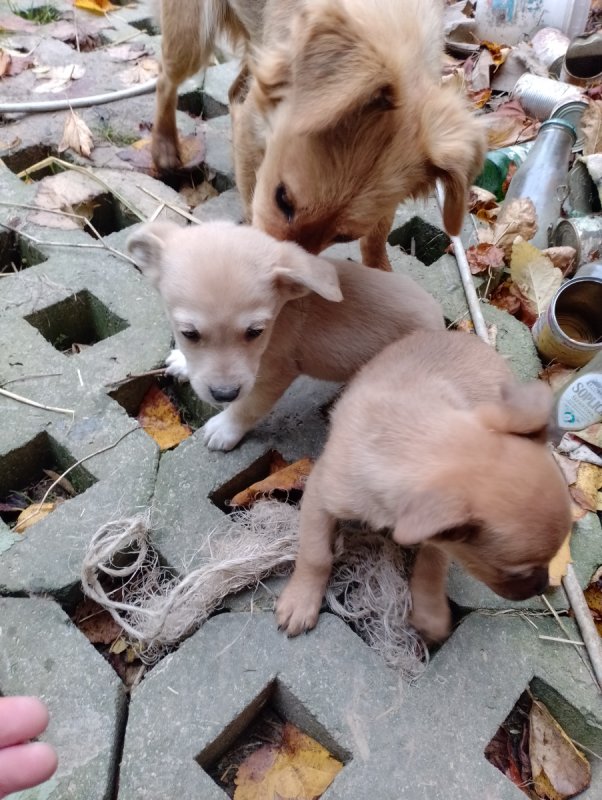 Oddam w dobre ręce pieski - 04 Oddam w dobre ręce pieski - 04