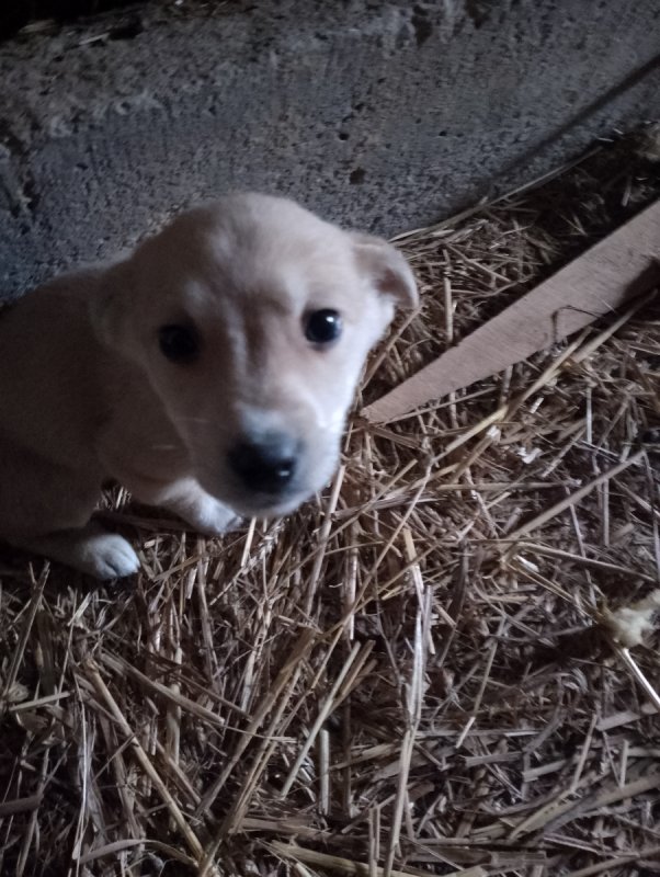 Oddam w dobre ręce pieski - 05 Oddam w dobre ręce pieski - 05