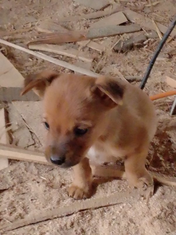 Oddam w dobre ręce pieski - 06 Oddam w dobre ręce pieski - 06