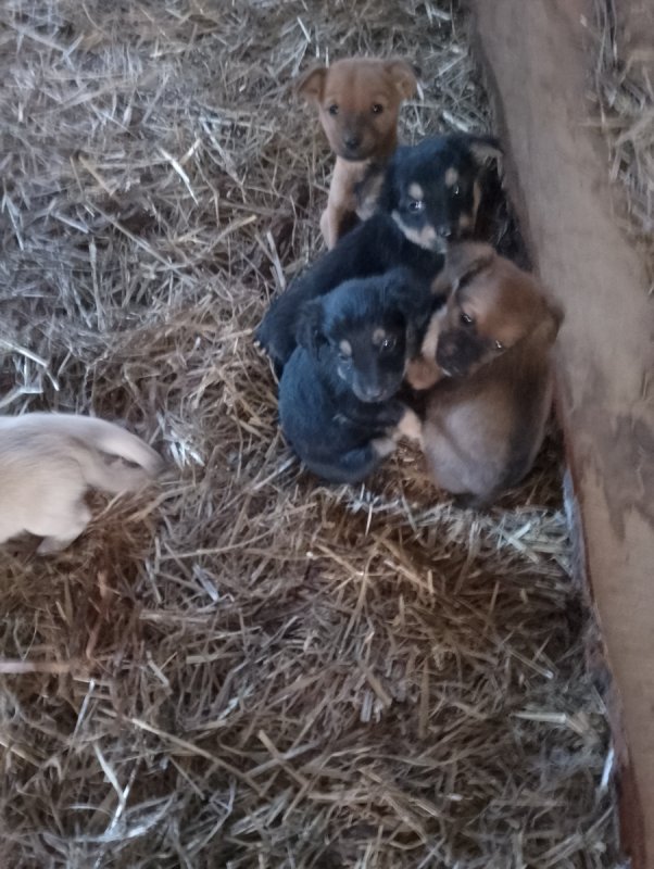 Oddam w dobre ręce pieski - 07 Oddam w dobre ręce pieski - 07