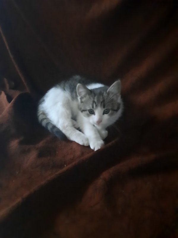 Małe kotki szukają domu