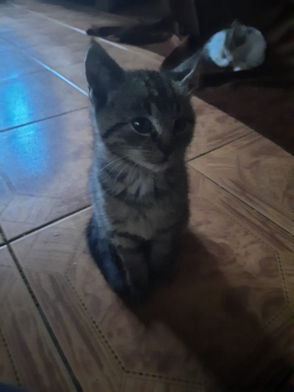 Małe kotki szukają domu - 01 Małe kotki szukają domu - 01