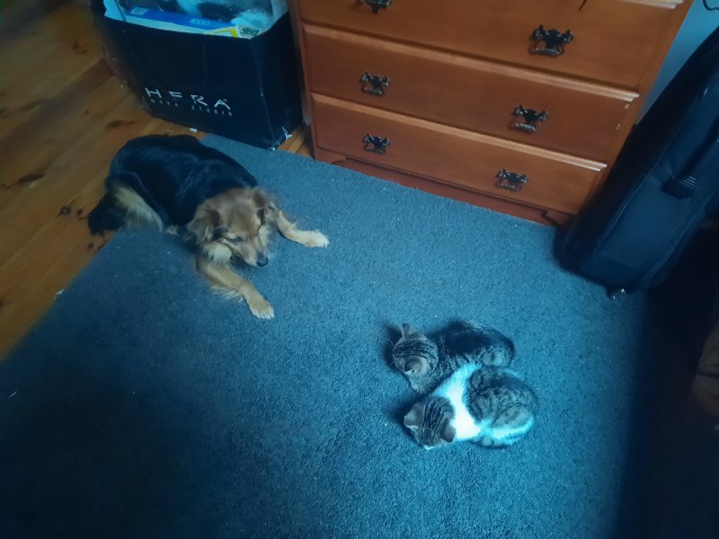 Małe kotki szukają domu - 02 Małe kotki szukają domu - 02