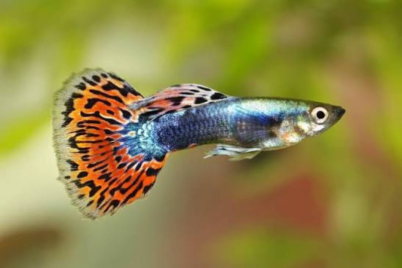 Oddam rybki - 01 Oddam rybki - 01