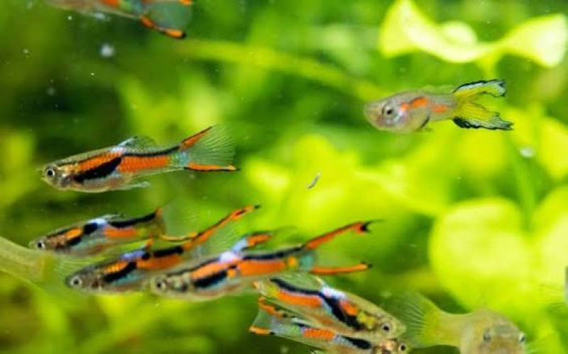 Oddam rybki - 02 Oddam rybki - 02