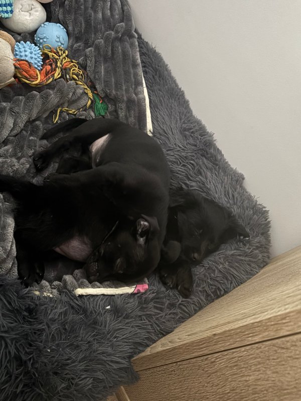 Włochata sunia do Adopcji