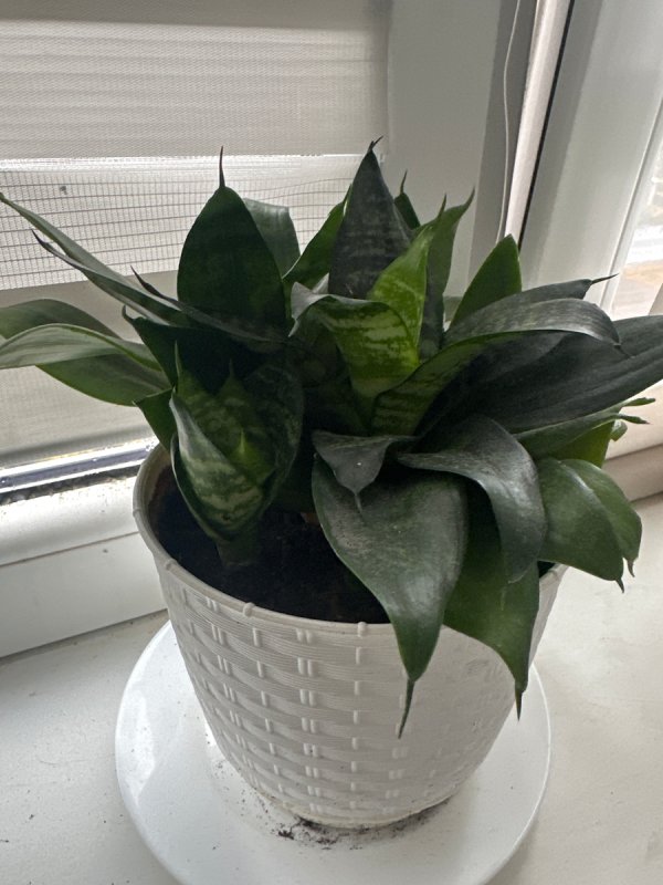 Oddam kwiatka - 01 Oddam kwiatka - 01