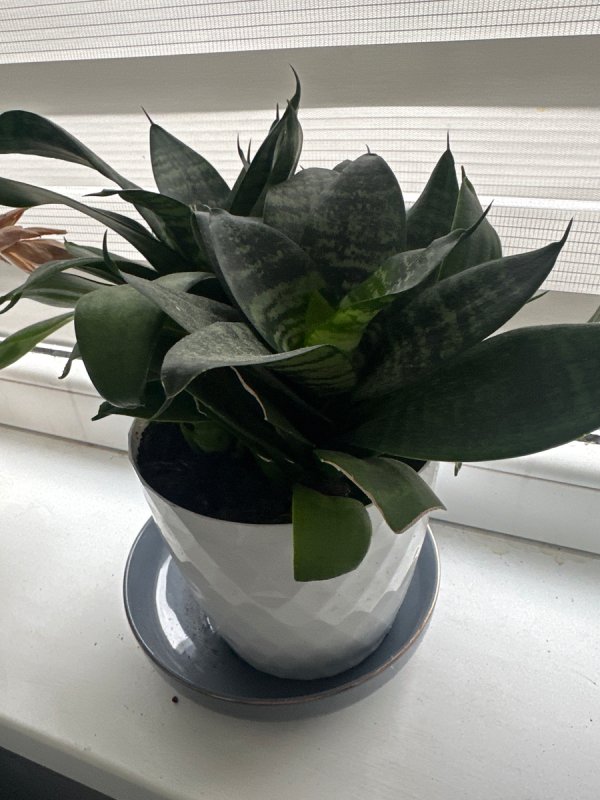 Oddam kwiatka - 02 Oddam kwiatka - 02