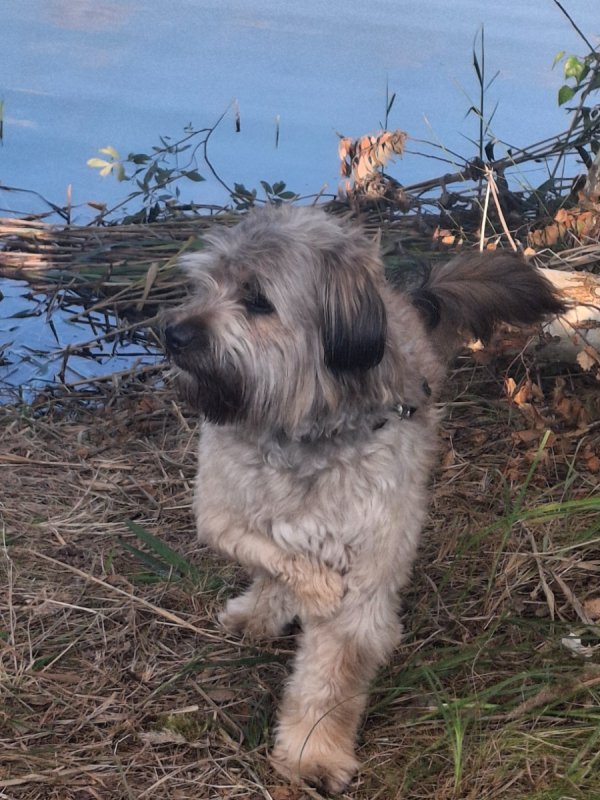 Oddam psa w dobre ręce