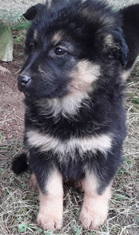 Oddam szczeniaki - 01 Oddam szczeniaki - 01