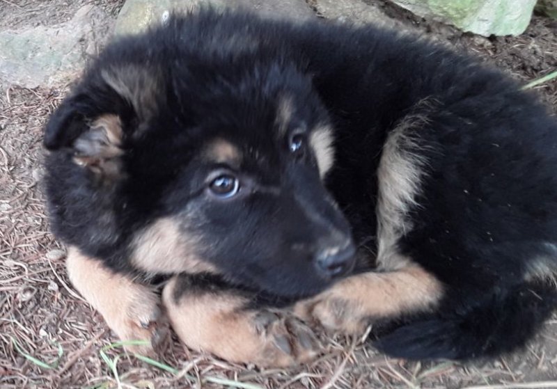 Oddam szczeniaki - 02 Oddam szczeniaki - 02