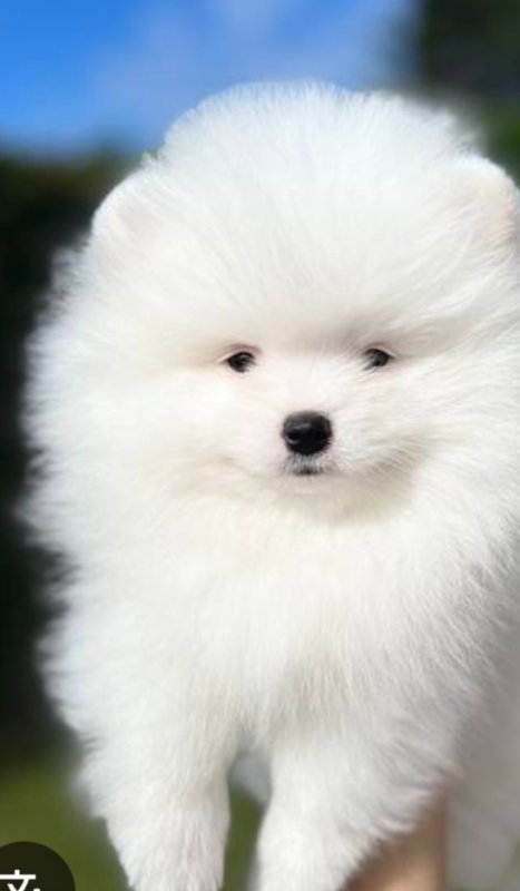 Oddam psiaka kontakt emailowy