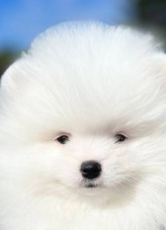 Oddam psiaka kontakt emailowy - 01 Oddam psiaka kontakt emailowy - 01