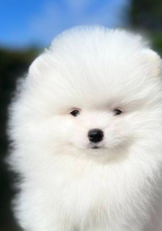 Oddam psiaka kontakt emailowy - 02 Oddam psiaka kontakt emailowy - 02