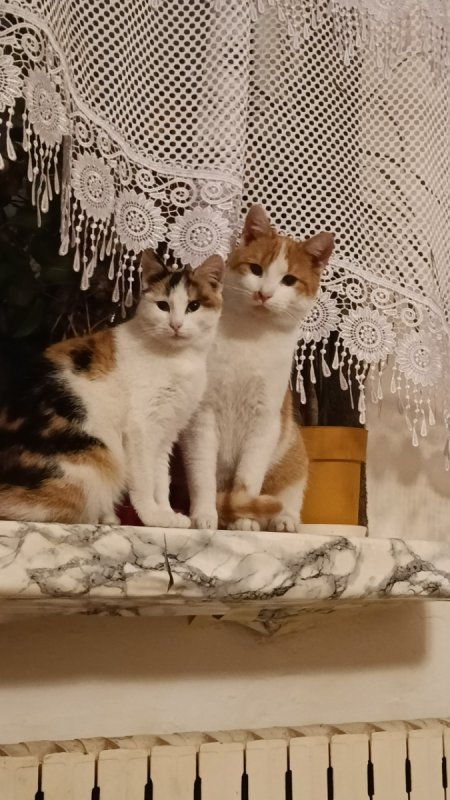 Oddam kota - 01 Oddam kota - 01