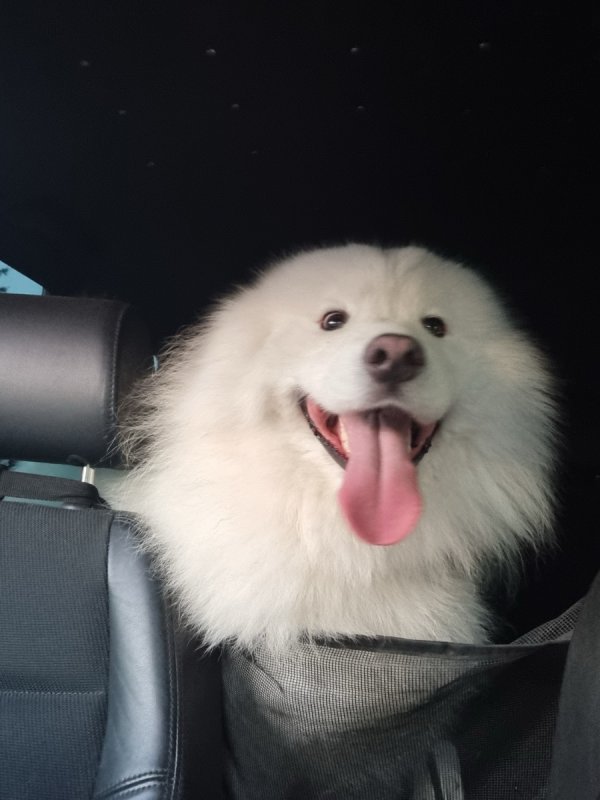 Pies rasy samoyed, tylko do domku - 02 Pies rasy samoyed, tylko do domku - 02