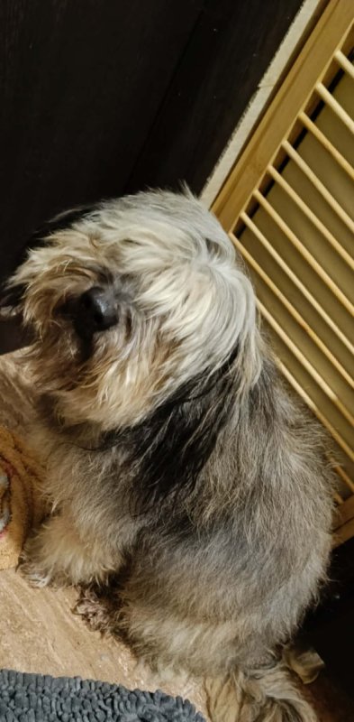 Siostry szukaja domu. - 01 Siostry szukaja domu. - 01