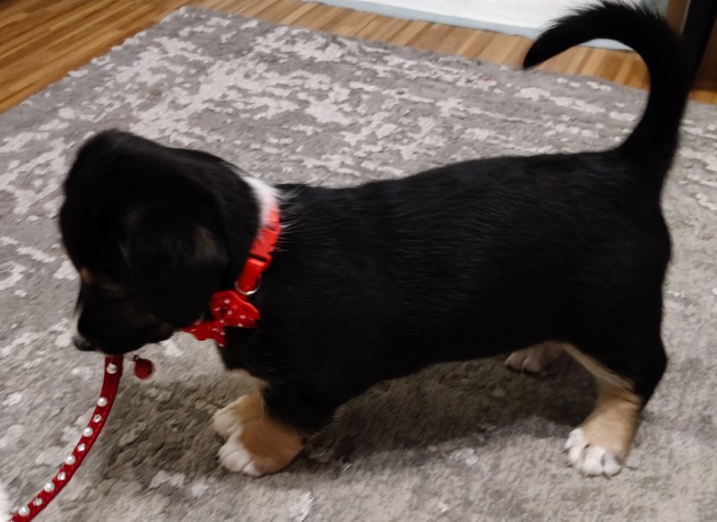 Oddam sunię - 01 Oddam sunię - 01