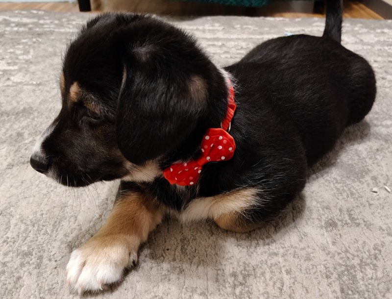 Oddam sunię - 02 Oddam sunię - 02