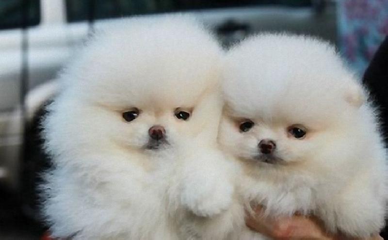 Pomeranian za darmo, szczeniaki