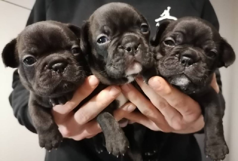 Buldogi francuskie, szczeniaki za darmo do adopcji