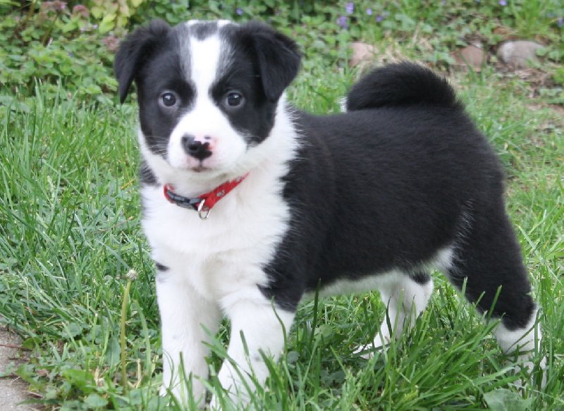 Border collie oddam
