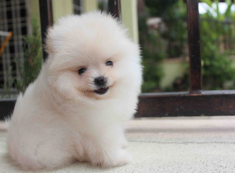 Pomeranian boo za darmo