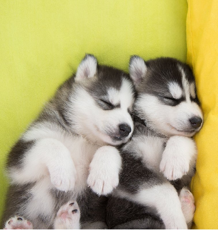 Husky szczeniaki za darmo