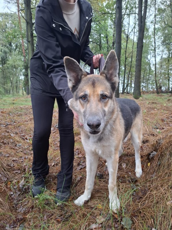 Duży pies w typie owczarka niemieckiego do adopcji