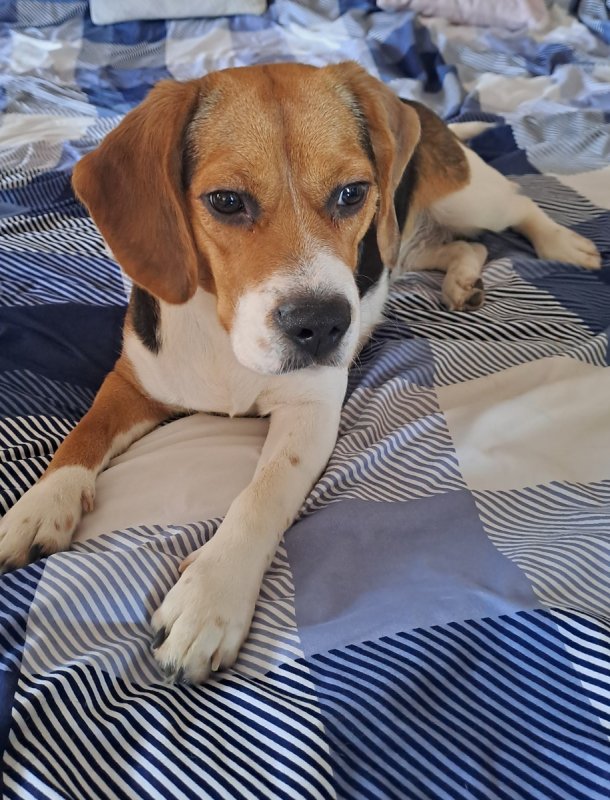 Oddam za darmo mądrą młodą suczkę beagle