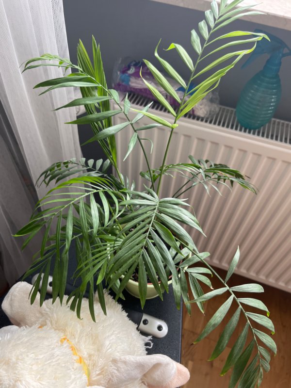 Oddam trochę roślinek :)