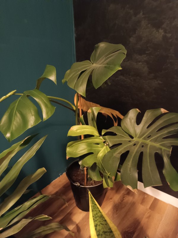 Monstera