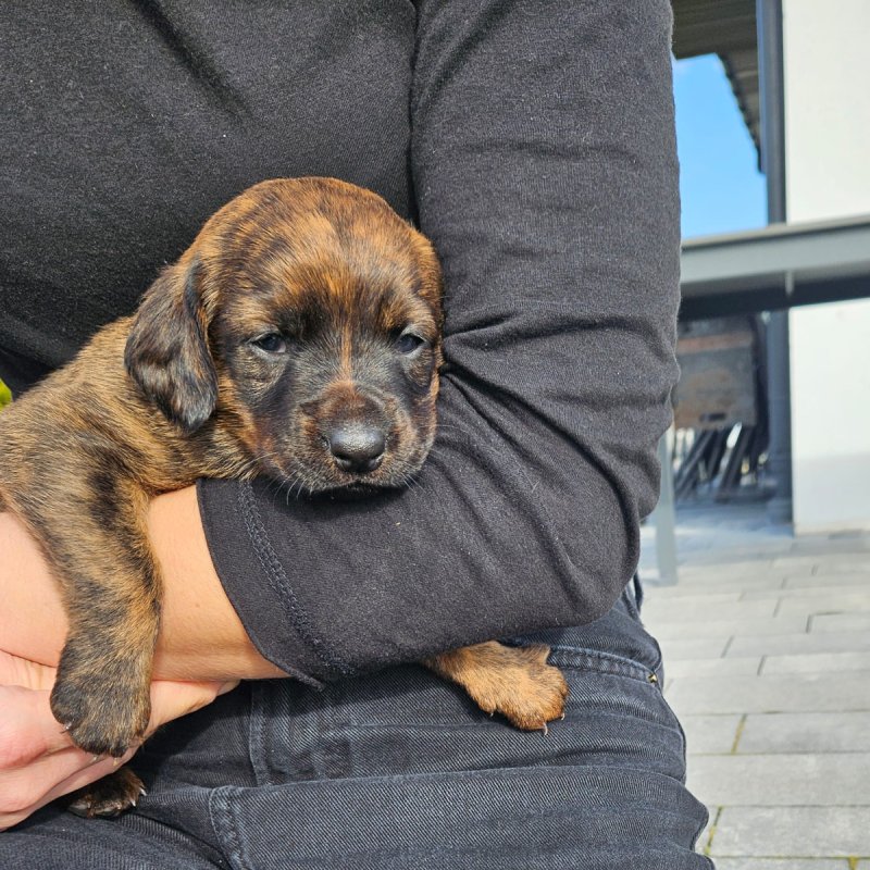 Pieski do adopcji