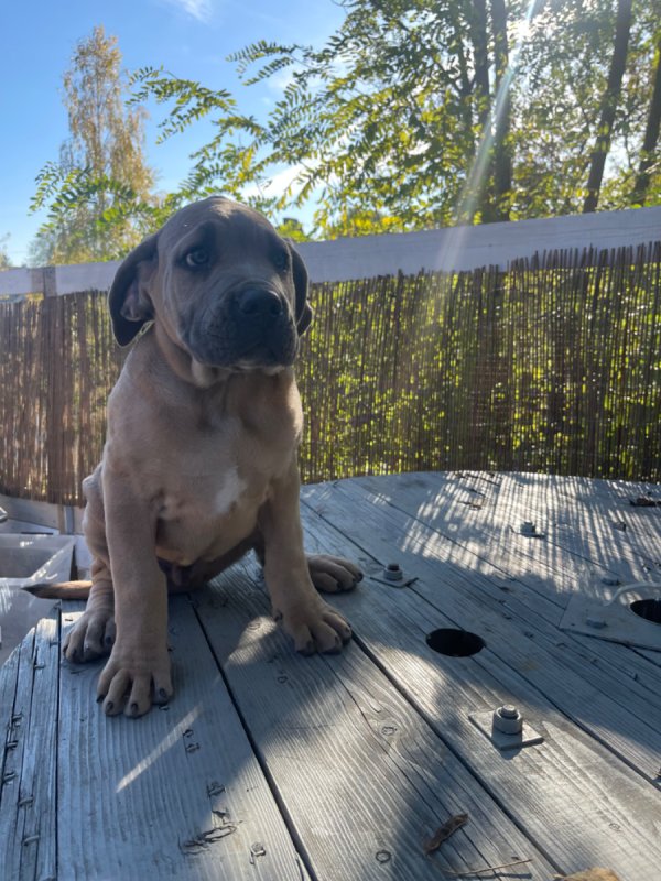 Piękny Cane Corso - 01