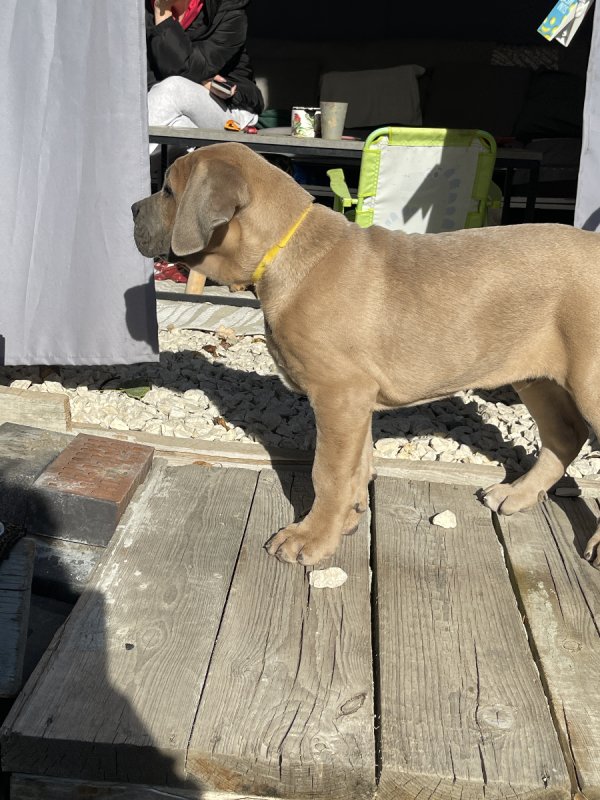 Piękny Cane Corso - 02
