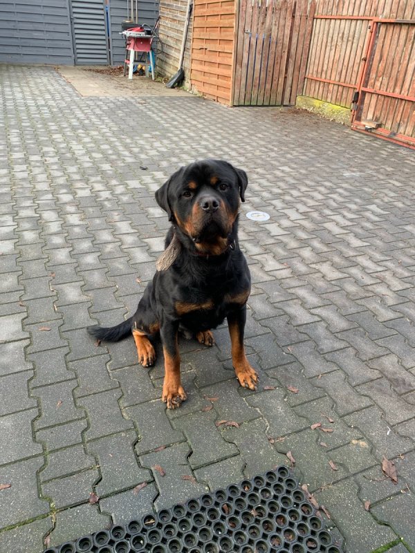 Oddam pięknego rottweilera Jimmyego
