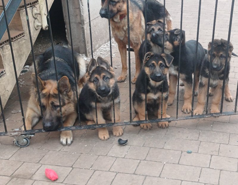 Mam do oddania szczeniaki rasy, Owczarek Niemiecki