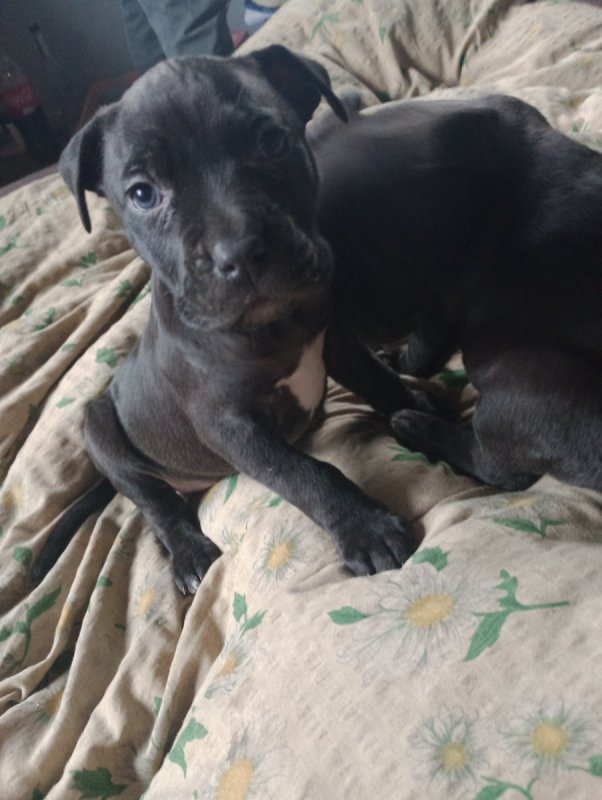 Szczeniaczki Pitbull