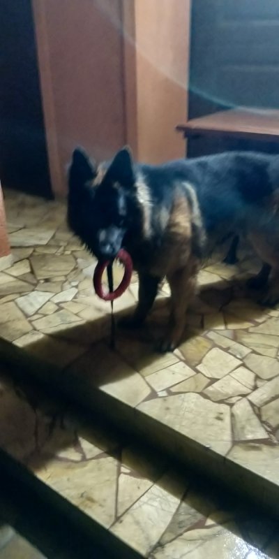Owczarek niemiecki 1.5 roku