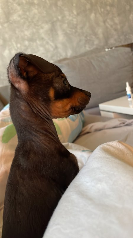 Mini Ratlerek szczeniak