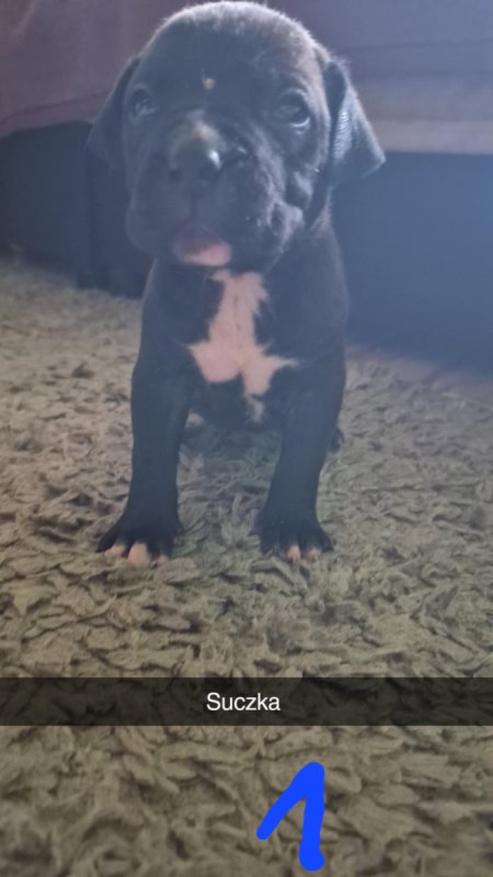 Oddam szczeniaki Amstaff