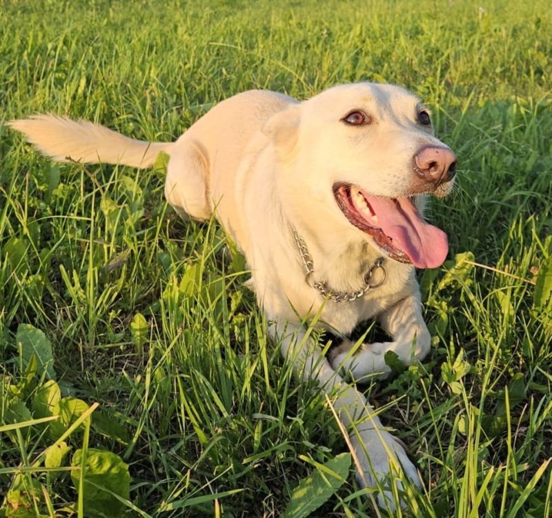 Oddam psa w dobre ręce.Oddam w dobre ręce kochaną