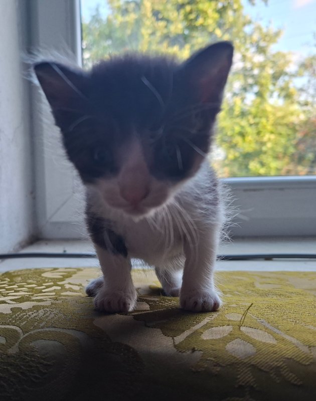 Kocięta do adopcji - 01