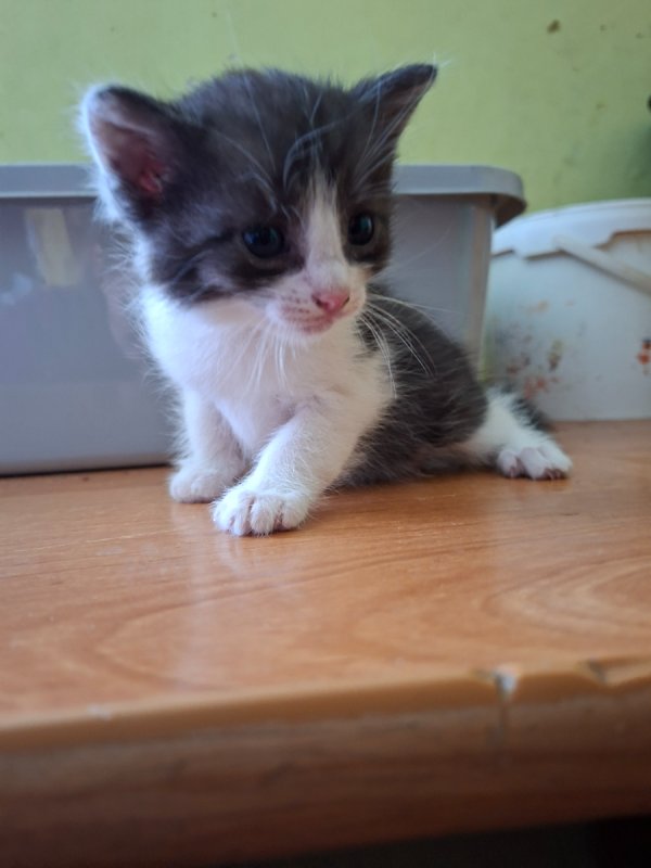 Kocięta do adopcji - 02