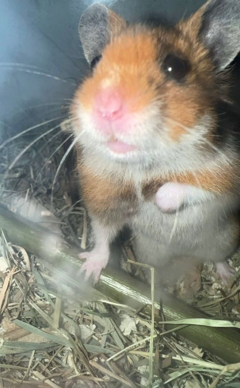 Chomiczek
