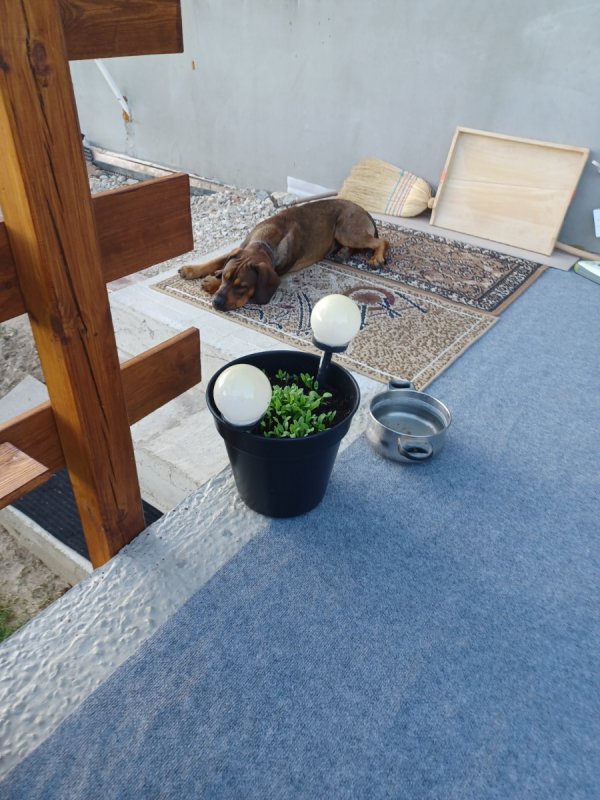 Oddam Cane Corso