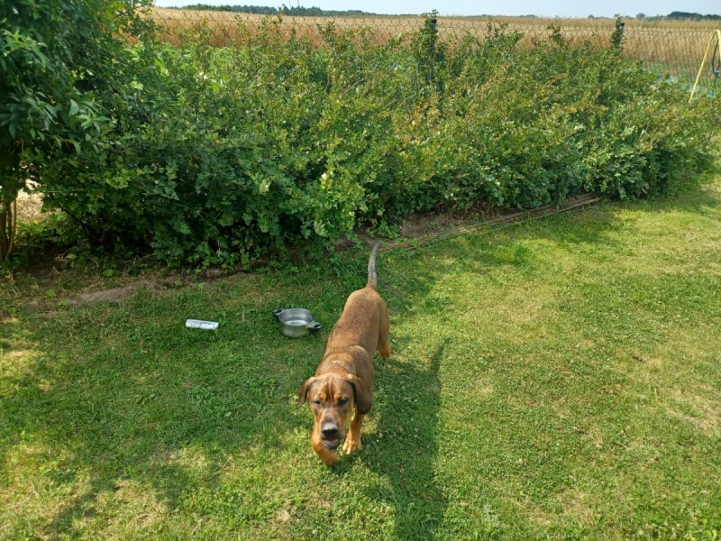 Oddam Cane Corso - 01